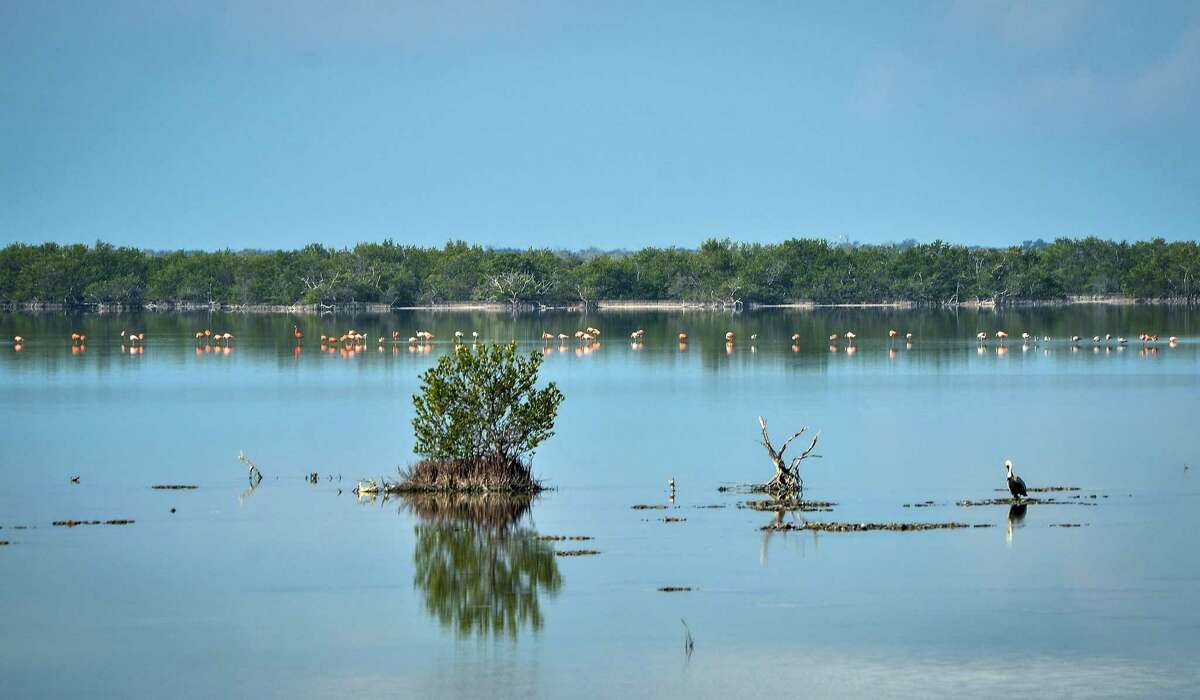Landscape of Cienaga de Zapata, Bay of Pigs, Matanzas, Cuba, 200 km southeast of Havana, on February 25, 2015, where Cubans and tourists from the US and Russia participate in the "Picture on the Fly" photography contest. The Bay of Pigs was where a military invasion of the paramilitary group CIA-sponsored Brigade 2506 took place in 1961. AFP PHOTO/ADALBERTO ROQUE (Photo credit should read ADALBERTO ROQUE/AFP/Getty Images)