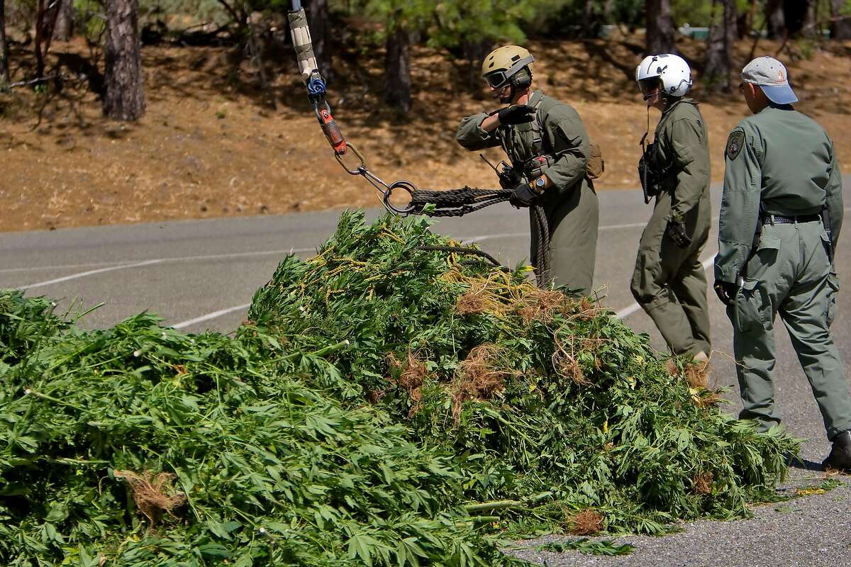 When California declared war on cannabis growers and called in the Army