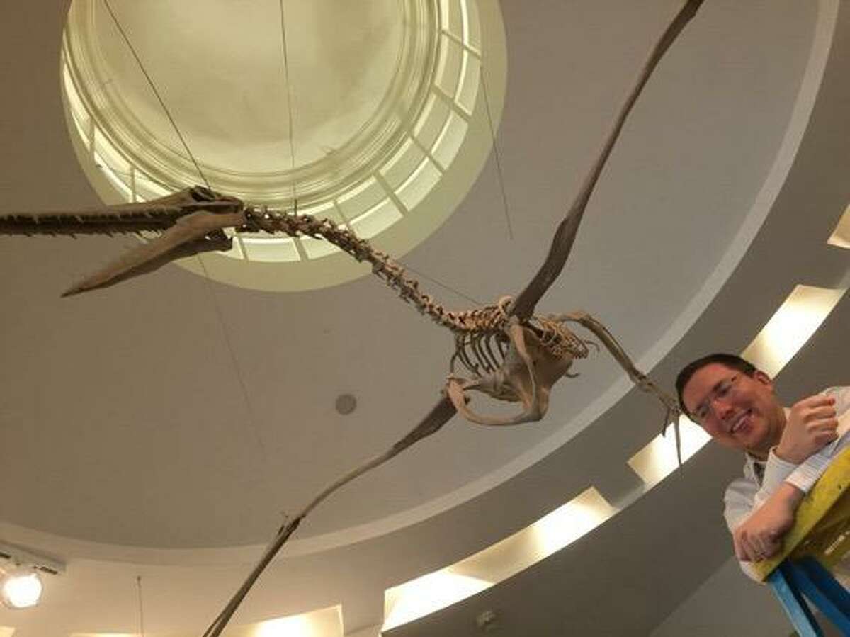 Dr. Daniel Ksepka poses with a fossil bird at the Bruce Museum that he named, Pelagornis sandersi, the largest flying bird that lived with a wingspan of 21-24 feet.
