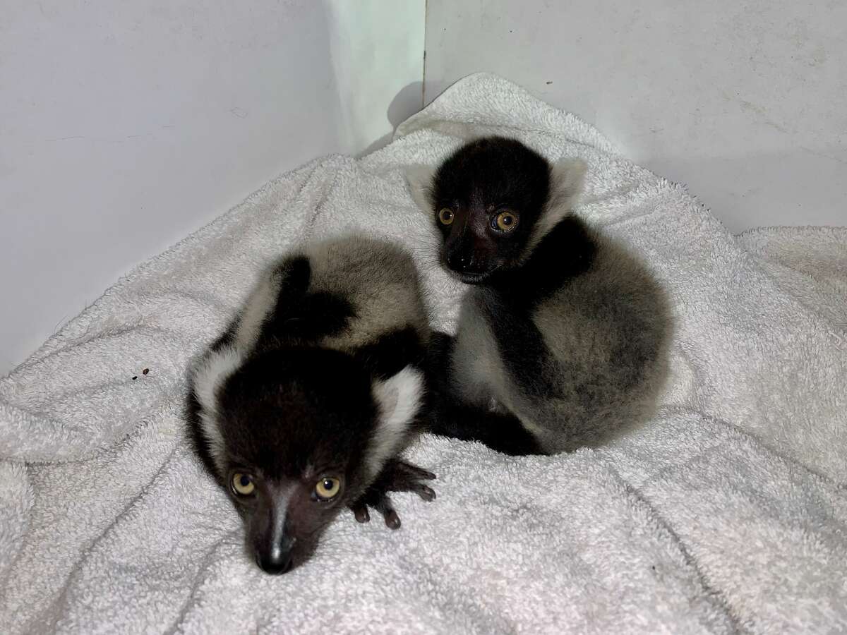 Black-and-white Ruffed Lemur twins