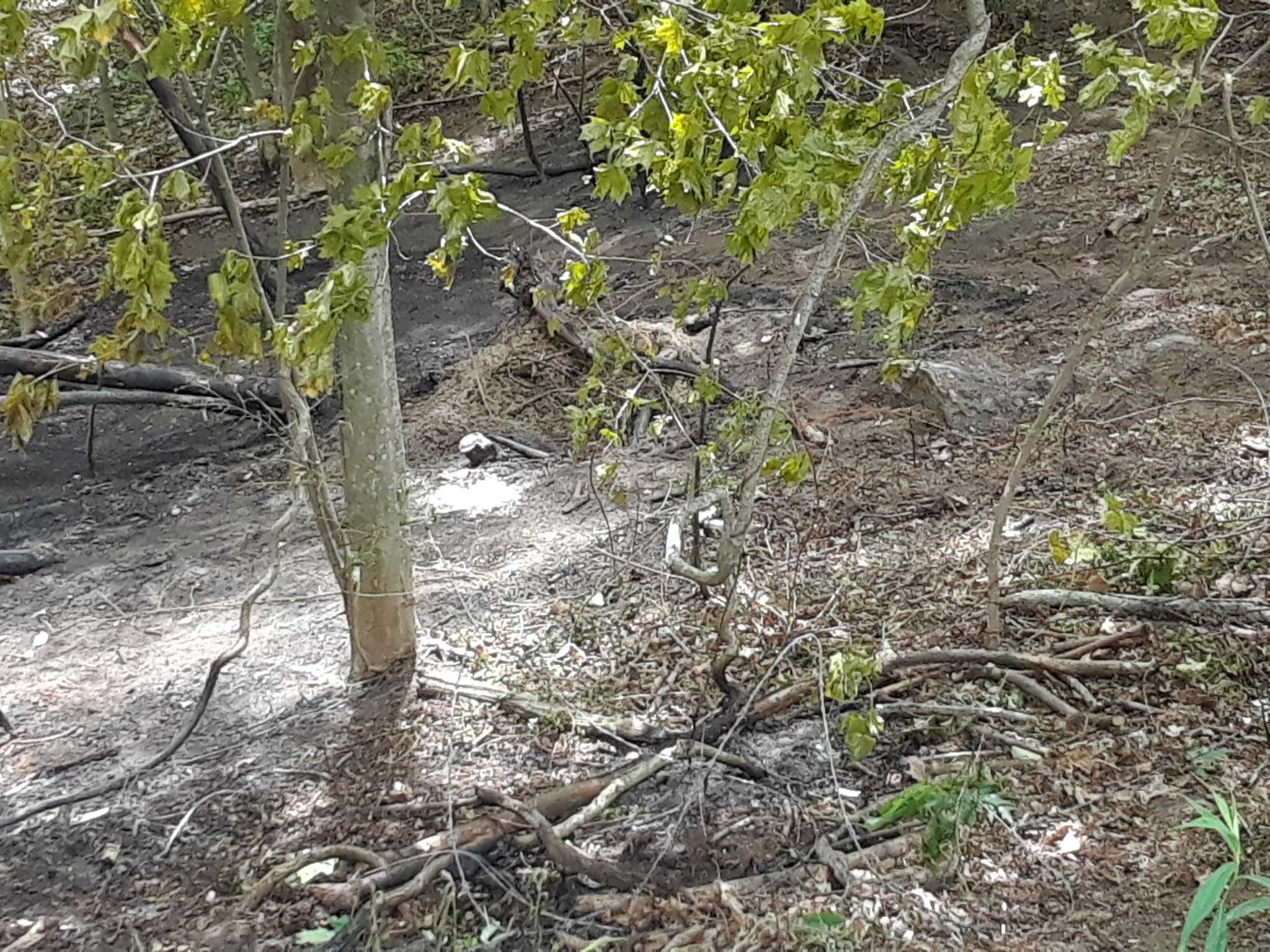 Two teenagers dead, three others hurt in fiery crash in Litchfield