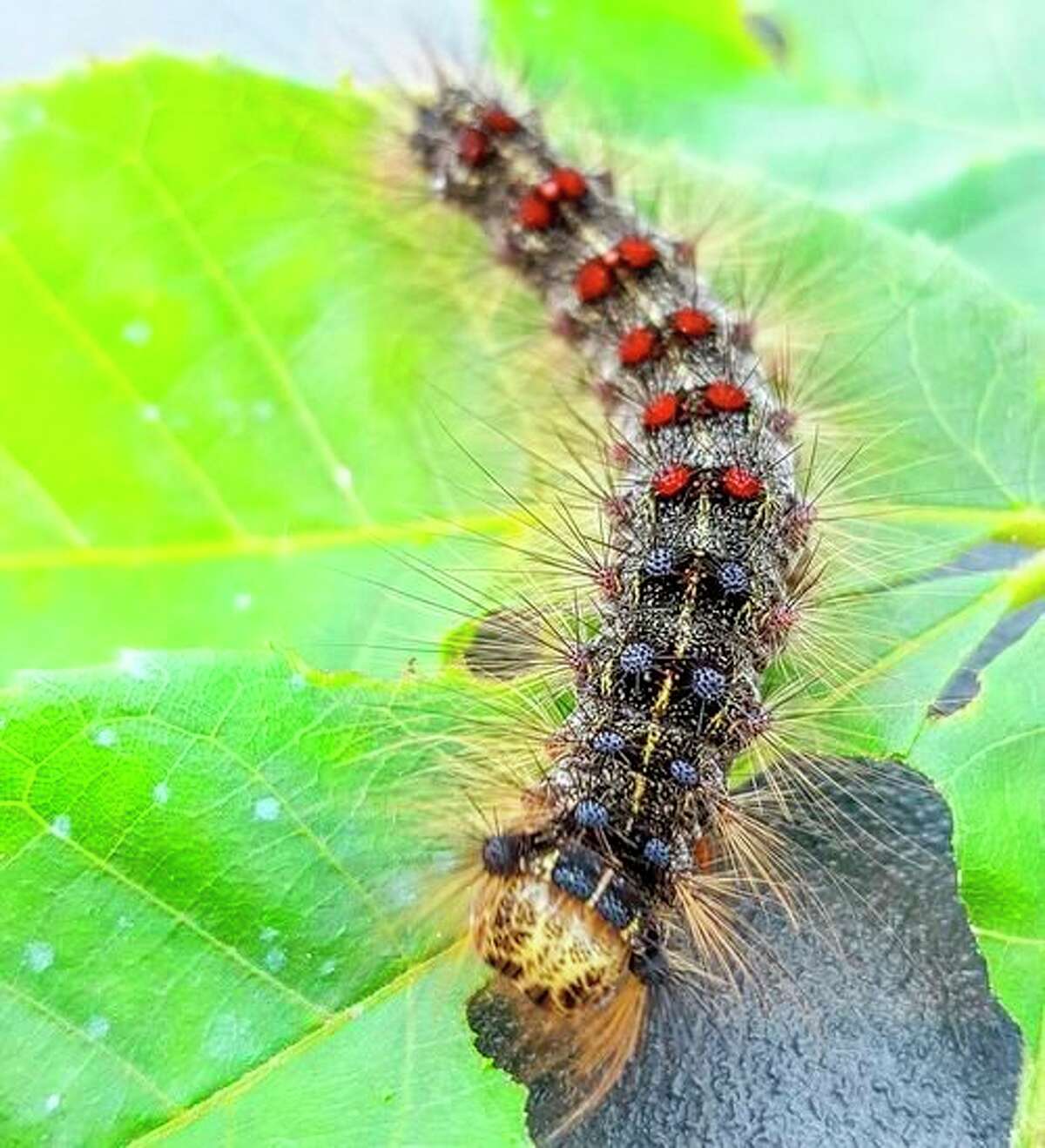 Gypsy moth caterpillars feed on the leaves of oaks, aspen, crabapple and 300 other species trees from late May to early or mid-July. (Courtesy photo/Karla Salp/Washington State Department of Agriculture/Bugwood.org)