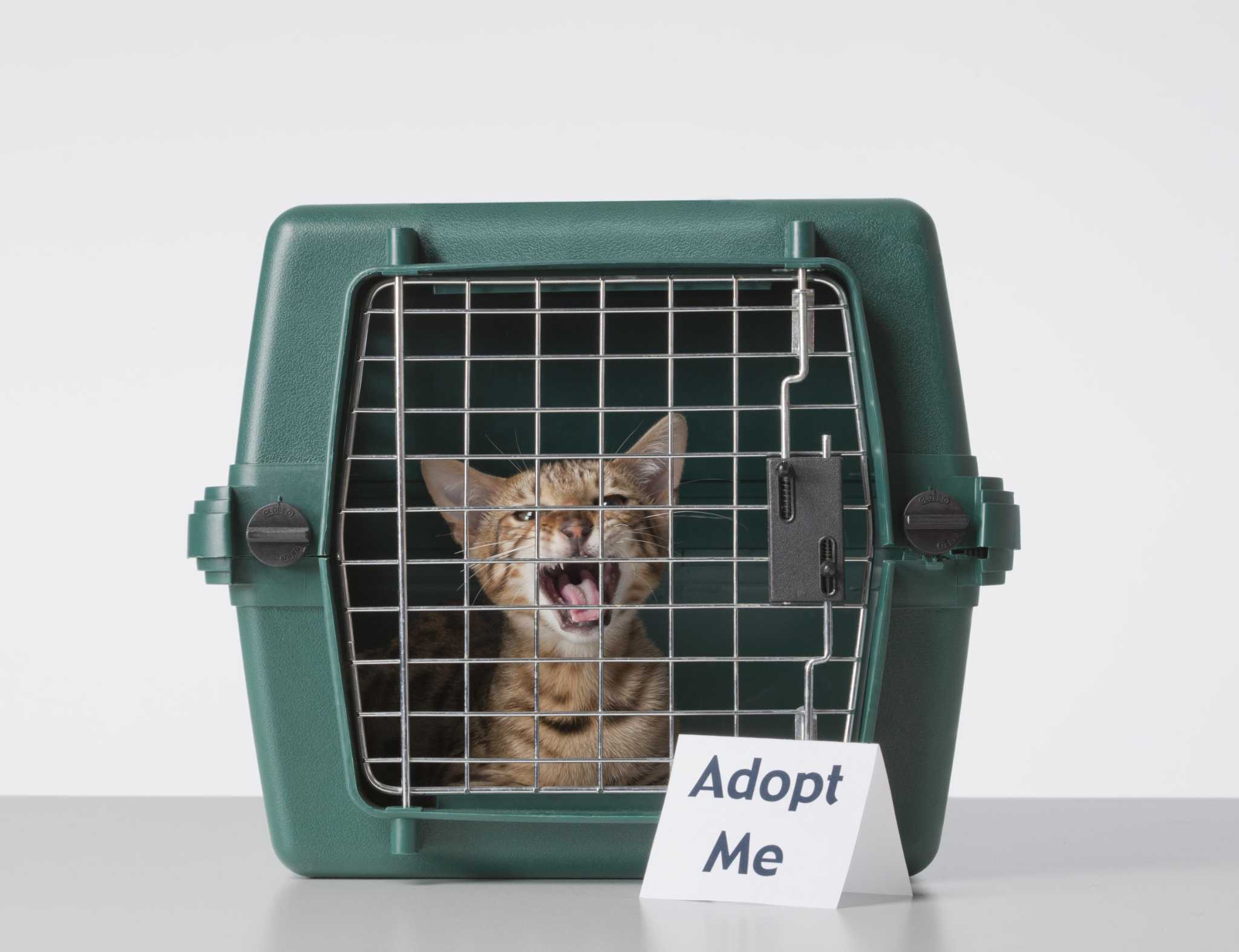 Animals Matter: How to adopt a pet in the time of coronavirus in San Antonio Animals Matter: How to adopt a pet in the time of coronavirus in San Antonio