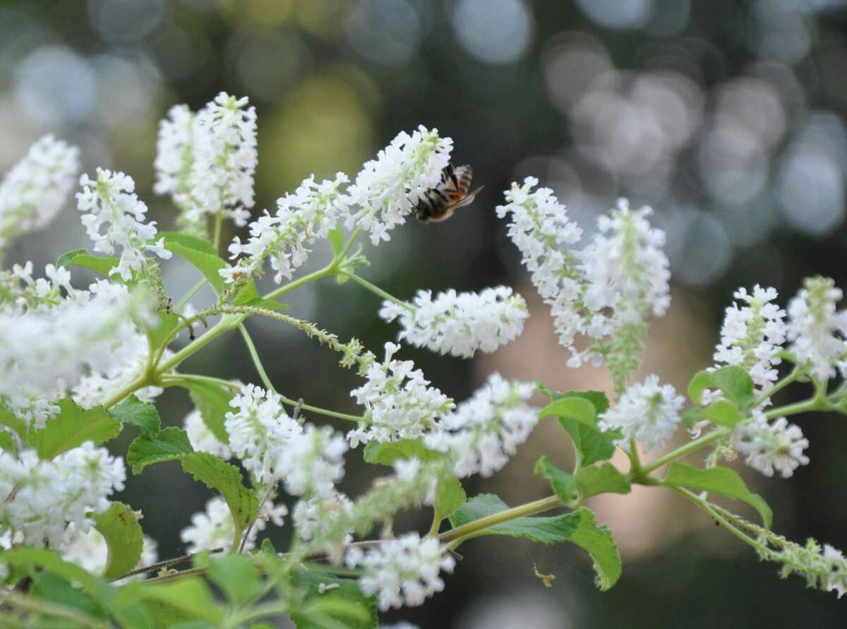 The sweet scent of almond verbena attracts pollinators.