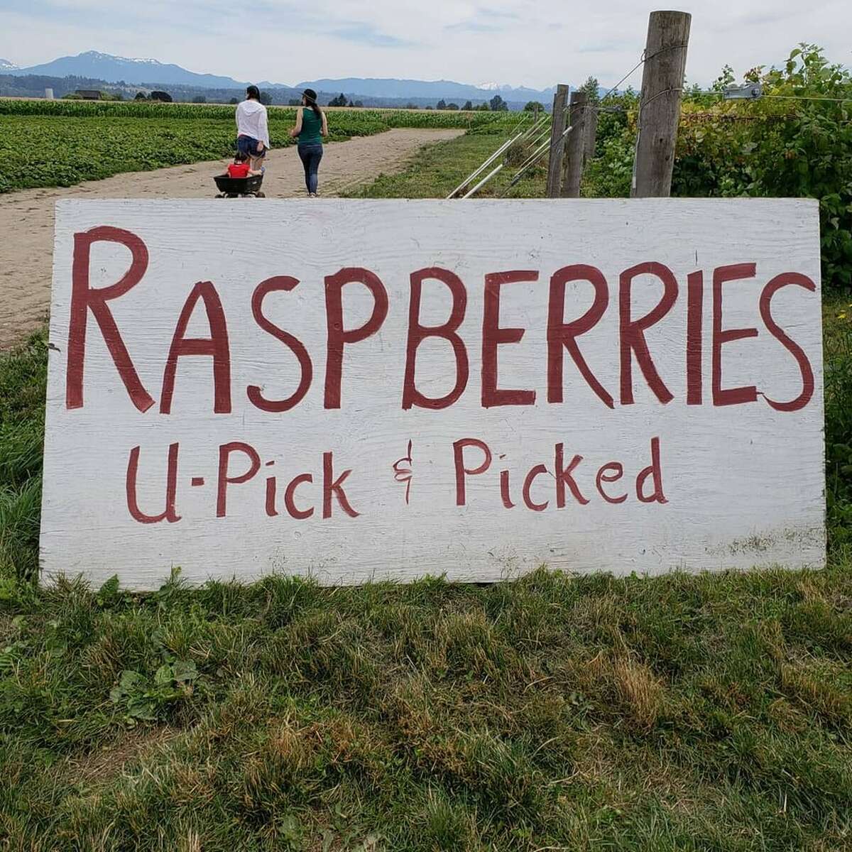 Snohomish Raspberry Picking 11 places to pick berries near Seattle this summer