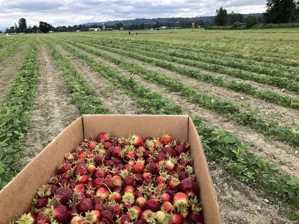 12 Upick Washington berry farms to visit this summer