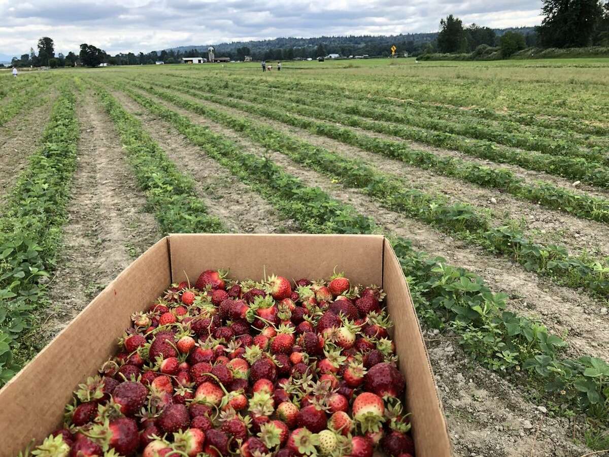Bolles Organic Berry Farm: Monroe — 45 minutes northeast of downtown Seattle Open 11 a.m.-5 p.m. for strawberry picking. Check their Facebook page for daily updates regarding days they will be open for berry picking. 
