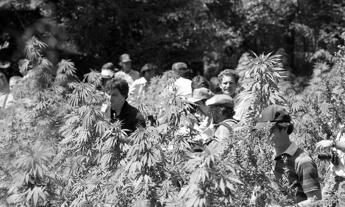 Campaign Against Marijuana Planters officers raided farms and public lands looking for marijuana crops, August 6, 1985