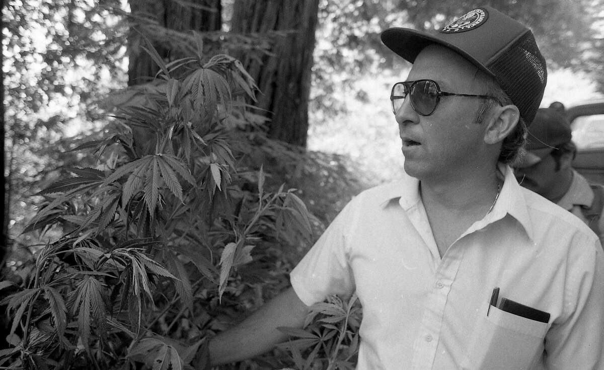 Campaign Against Marijuana Planters officers raided farms and public lands looking for marijuana crops, August 6, 1985