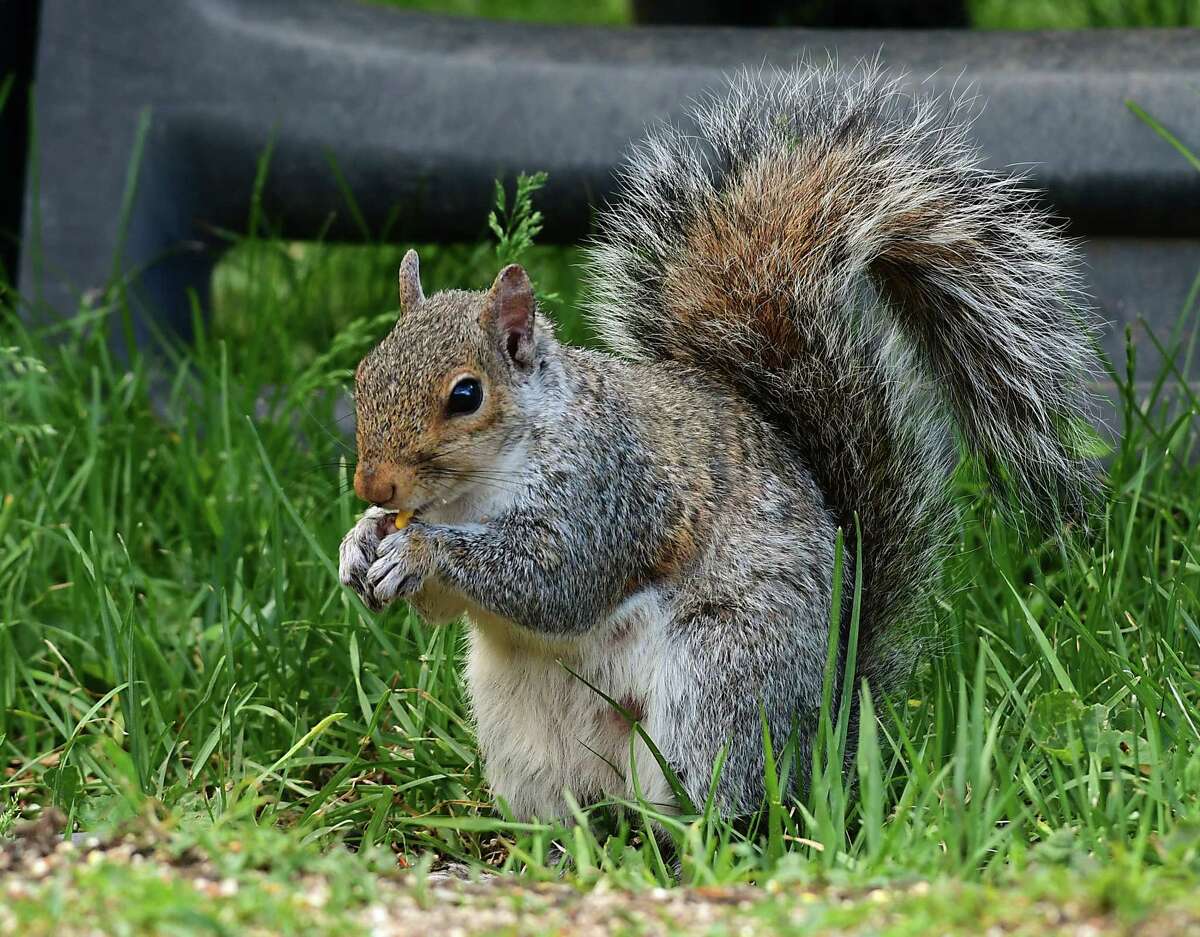 A squirrel is seen eating birdseed on Thursday June 11, 2020 in Albany, N.Y. The New York Humane Association is asking a Germantown sports club to end its annual squirrel hunt scheduled this year for Feb. 27, 2021. (Lori Van Buren/Times Union)