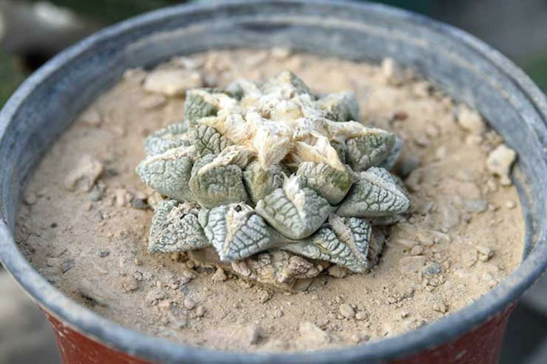 Smugglers sold thousands of protected living rock cacti, found only in  the Big Bend