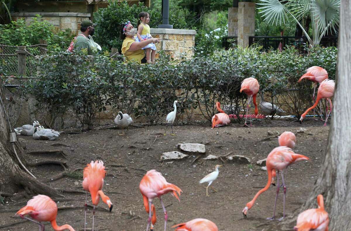 The San Antonio Zoo re-opend to all guests on, June 1, 2020. The day marked the first time since the lockdown due to the coronavirus pandemic that people have been able to walk the grounds of the zoo.