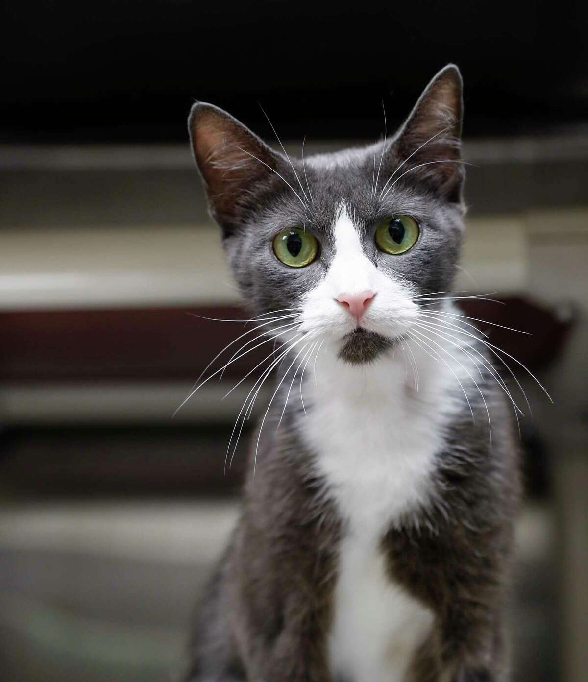 Donatella (A555564) is a 3-year-old, female, Japanese Bobtail mix cat who was brought in as a stray.