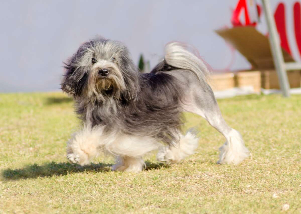 Most popular dog breeds that don't shed