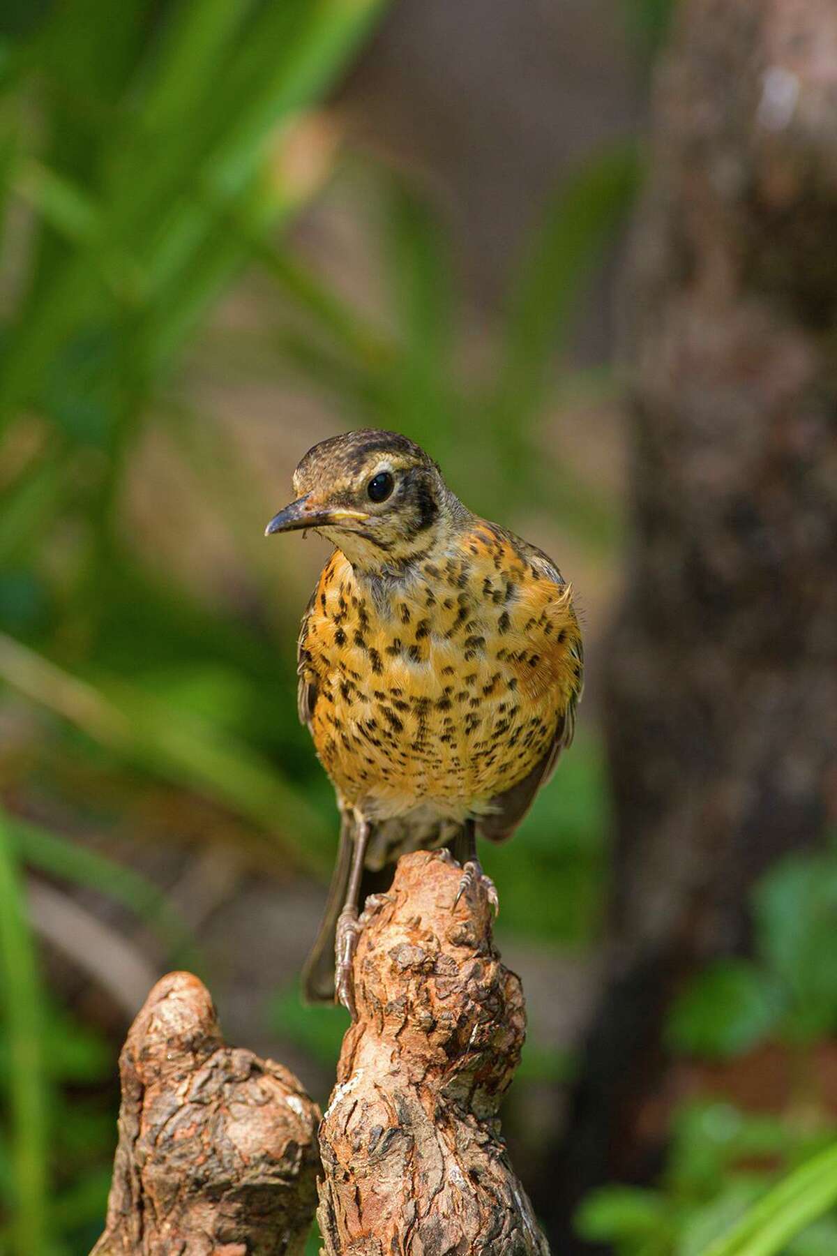 Fledged robin