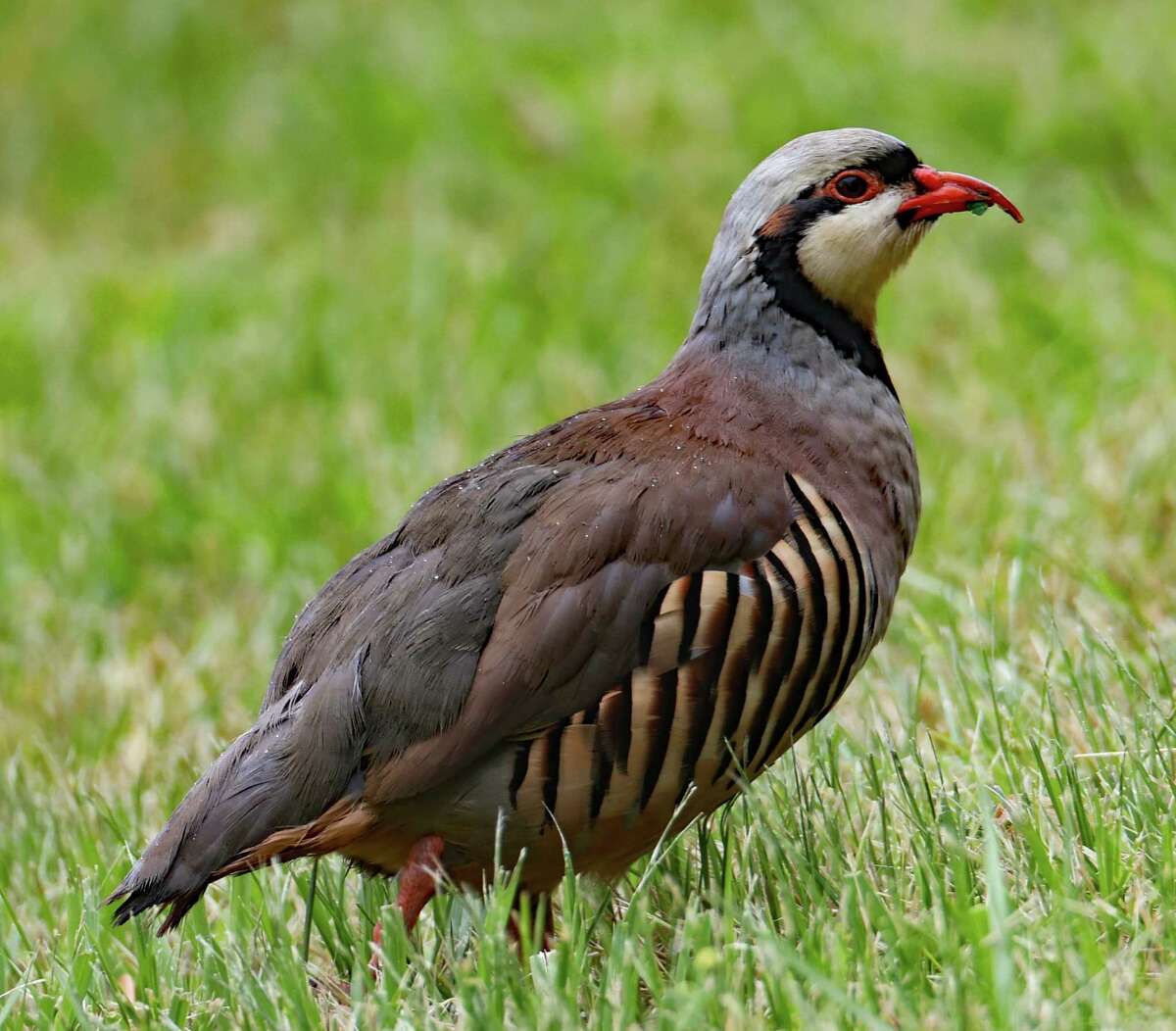 Surprised to see this Chukar in Fort Miller today (June 5). Not native to New York. Range is mainly Nevada. Taken by David Handy, Schenectady.