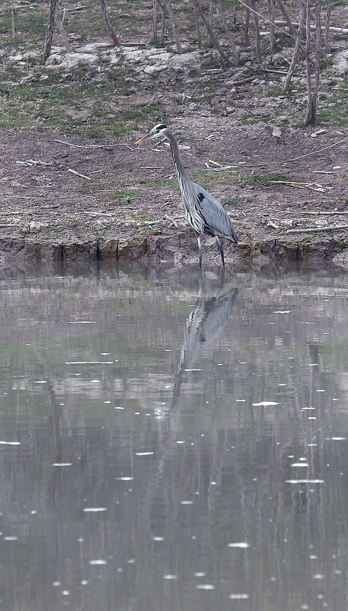 Zapata County officials are concerned about the effect a border wall will have on the San Ygnacio Bird Sanctuary. Visitors to the site can see a variety of interesting sites and sounds such as this grey heron on the Mexican side of the river.