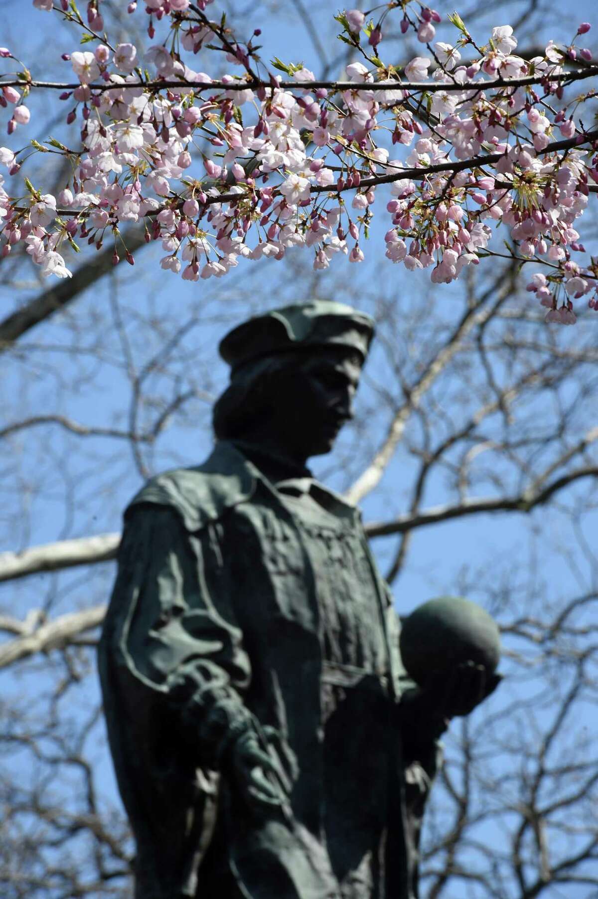 The statue of Christopher Columbus in New Haven’s Wooster Square. The 47th Annual Cherry Blossom Festival planned for Sunday April 19th was canceled in the coronavirus pandemic.