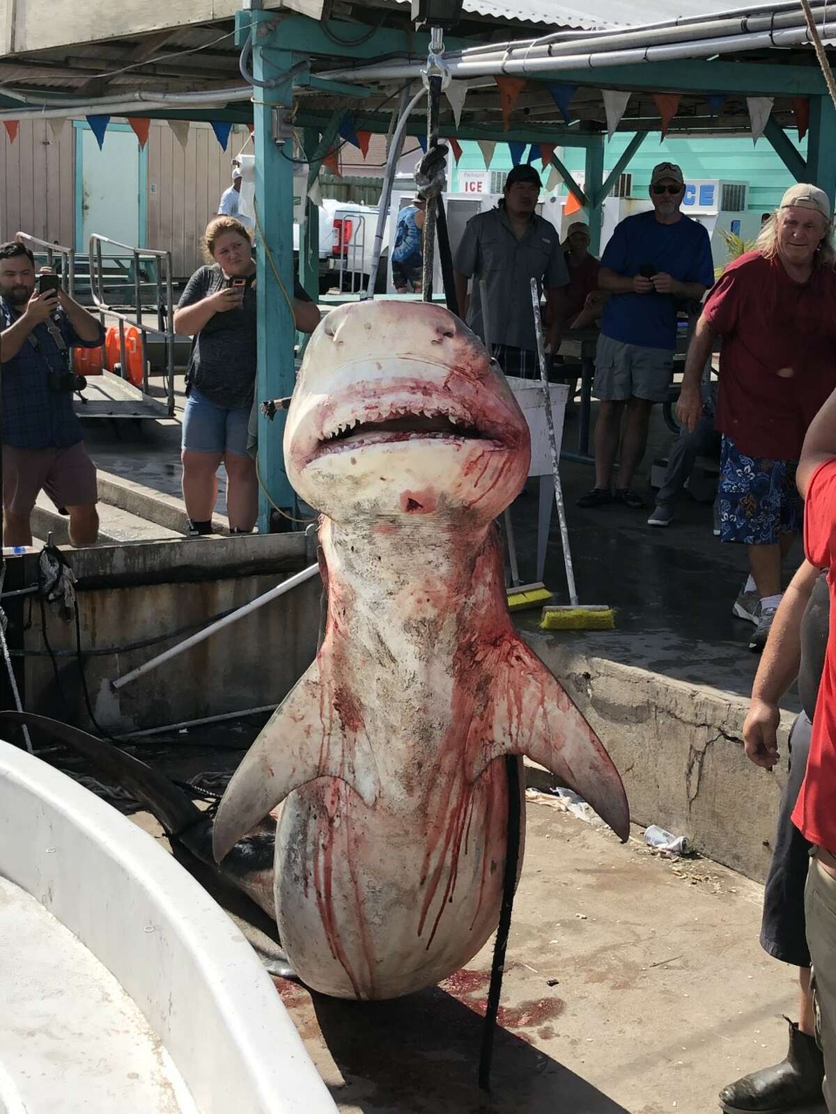 13yearold Texas boy catches nearly 900pound shark in Port Aransas