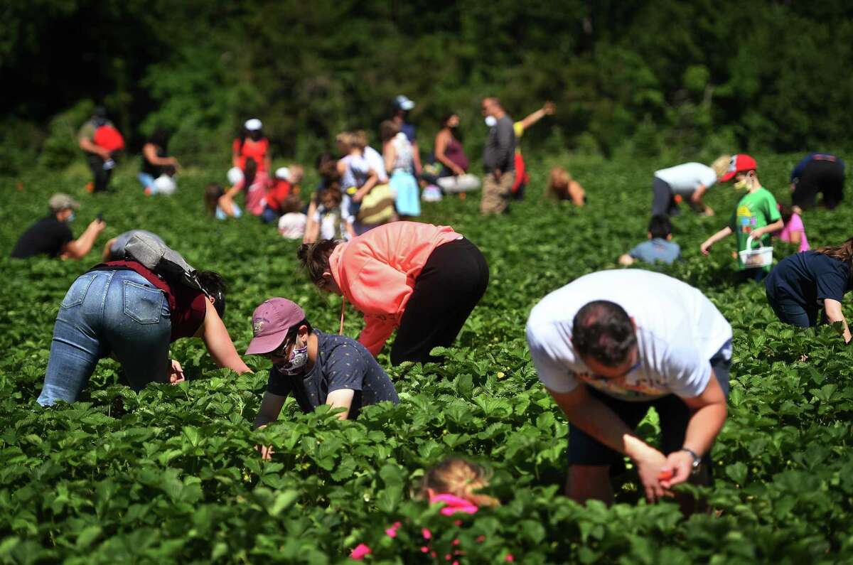 Strawberry picking returns to Jones Family Farm
