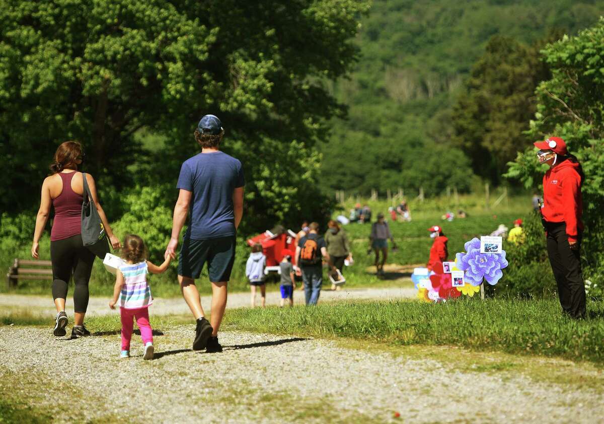 Strawberry picking returns to Jones Family Farm