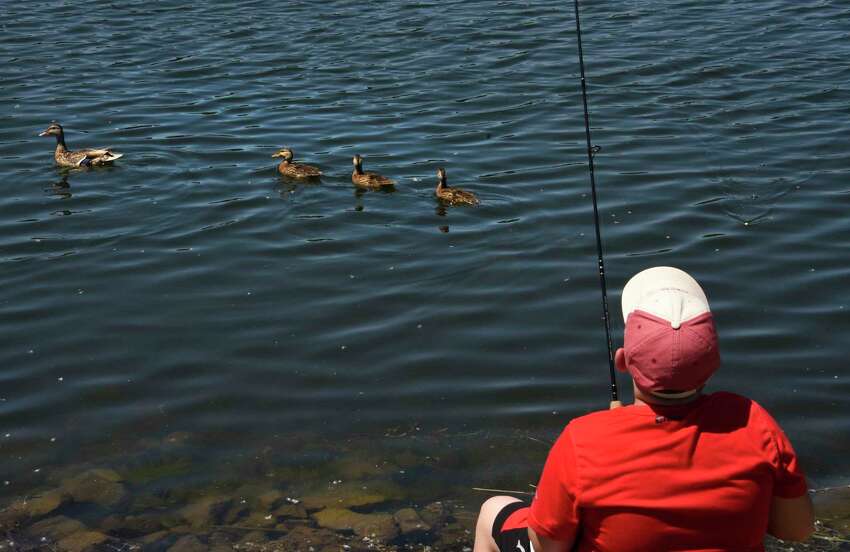 A young fisherman pulls up his line to let a duck and her young swim by at Six Mile Waterworks Park on Tuesday, June 16, 2020 in Albany, N.Y. (Lori Van Buren/Times Union)