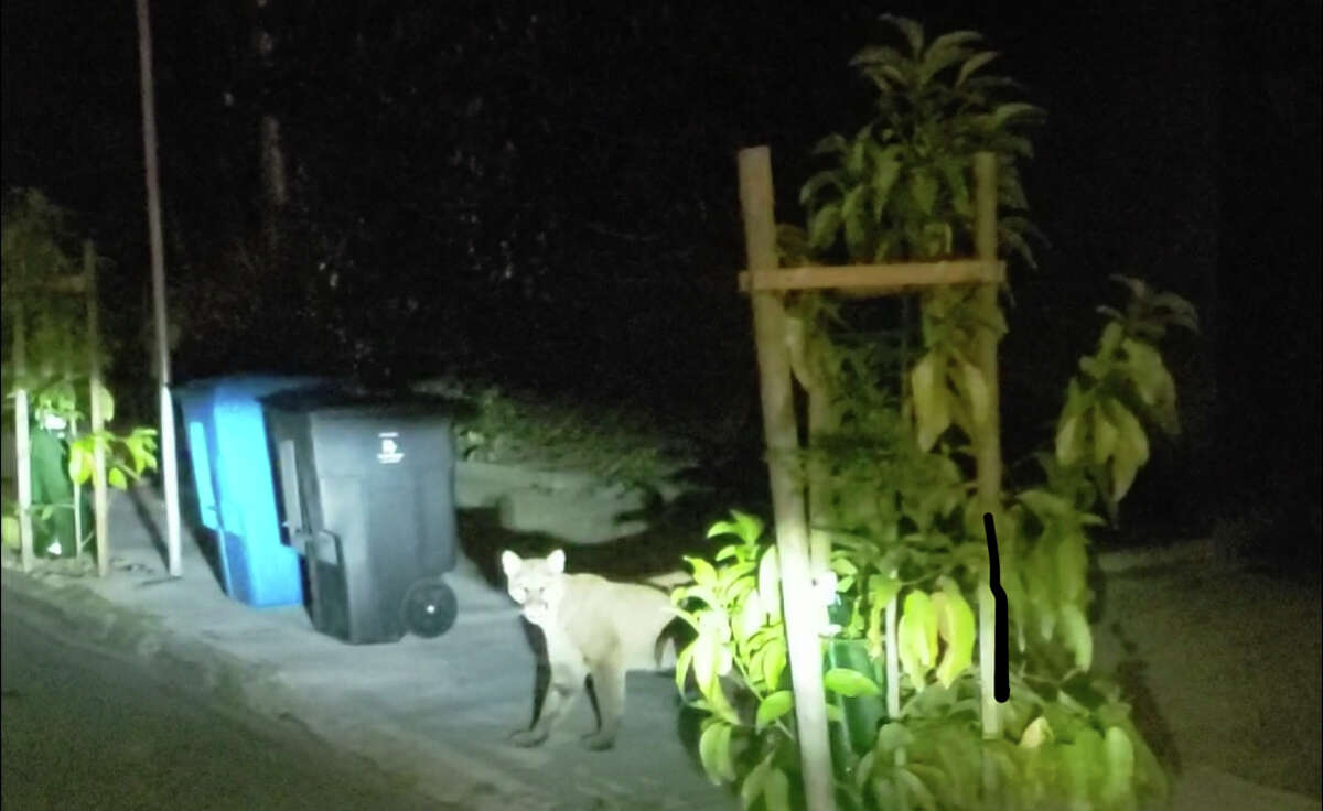 In a video shared by San Francisco resident Luis Fernando, a mountain lion could be seen wandering around Russian Hill early Tuesday morning.