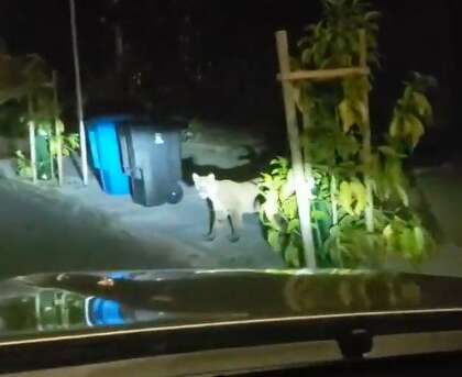 A mountain lion was spotted roaming the streets of San Francisco in the predawn hours on Tuesday, June 16, 2020. Experts say it likely came from the Peninsula.