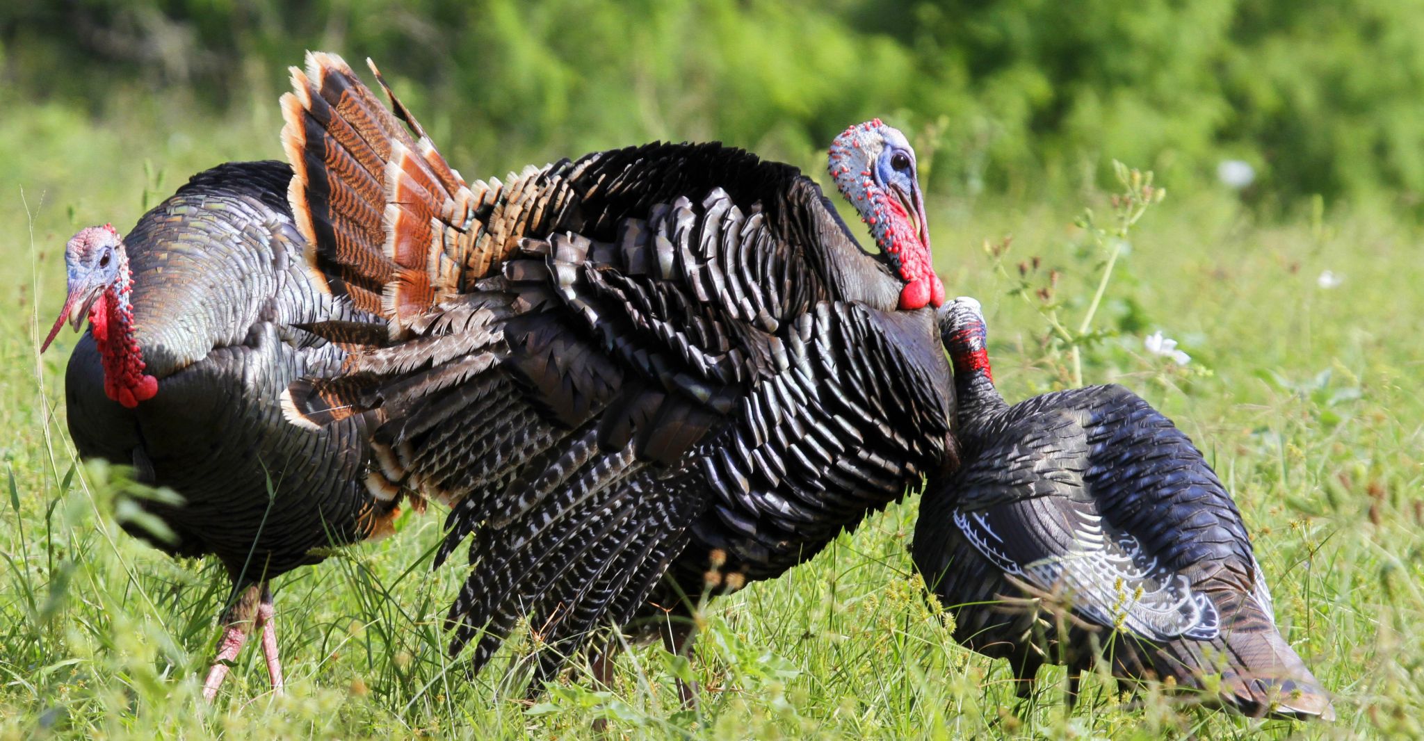 The impact of COVID-19 on turkey seasons across the ...