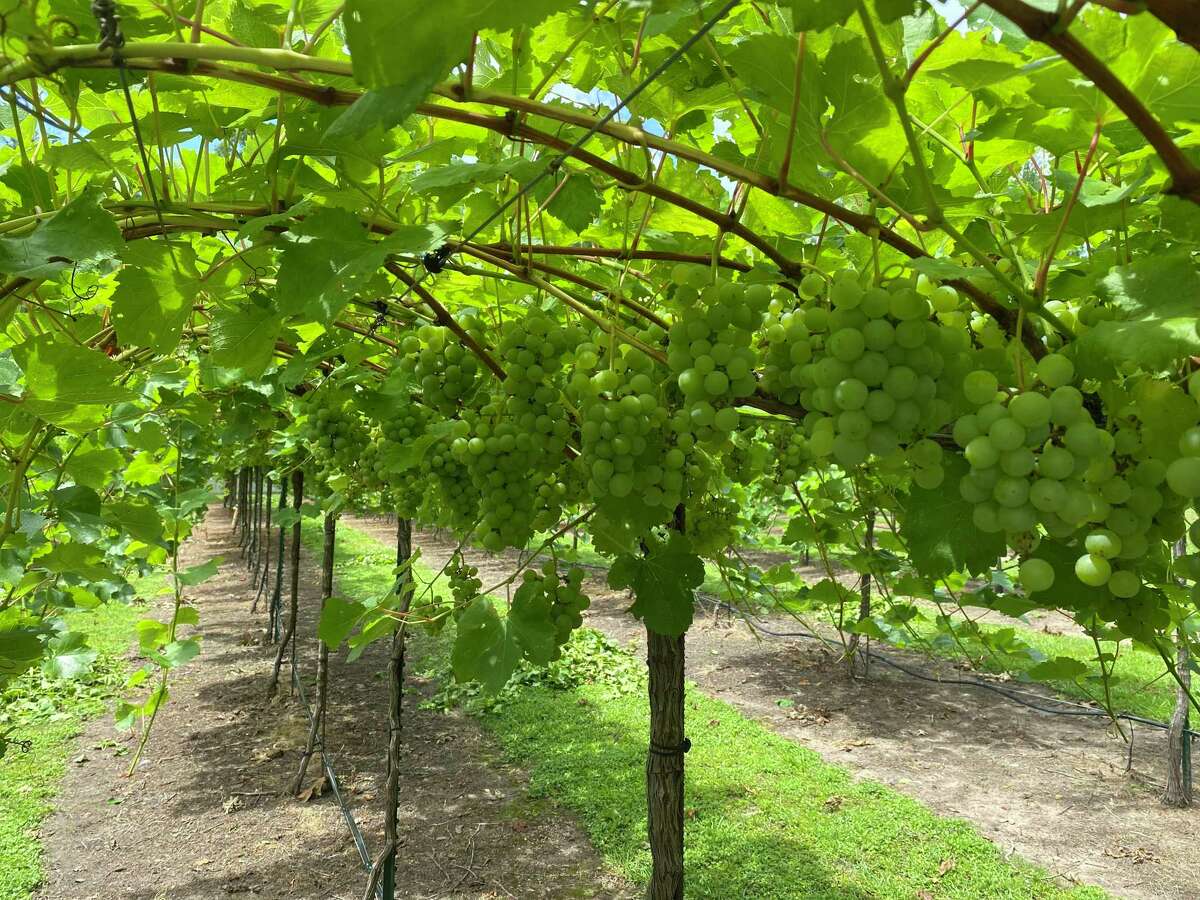 The grape vines at Wild Stallion vineyards are beckoning you to come harvest grapes this Saturday (weather permitting) at the Wild Stallion Vineyards on West Rayford Road. Please go to their website at www.wildstallionvineyards.com to register.