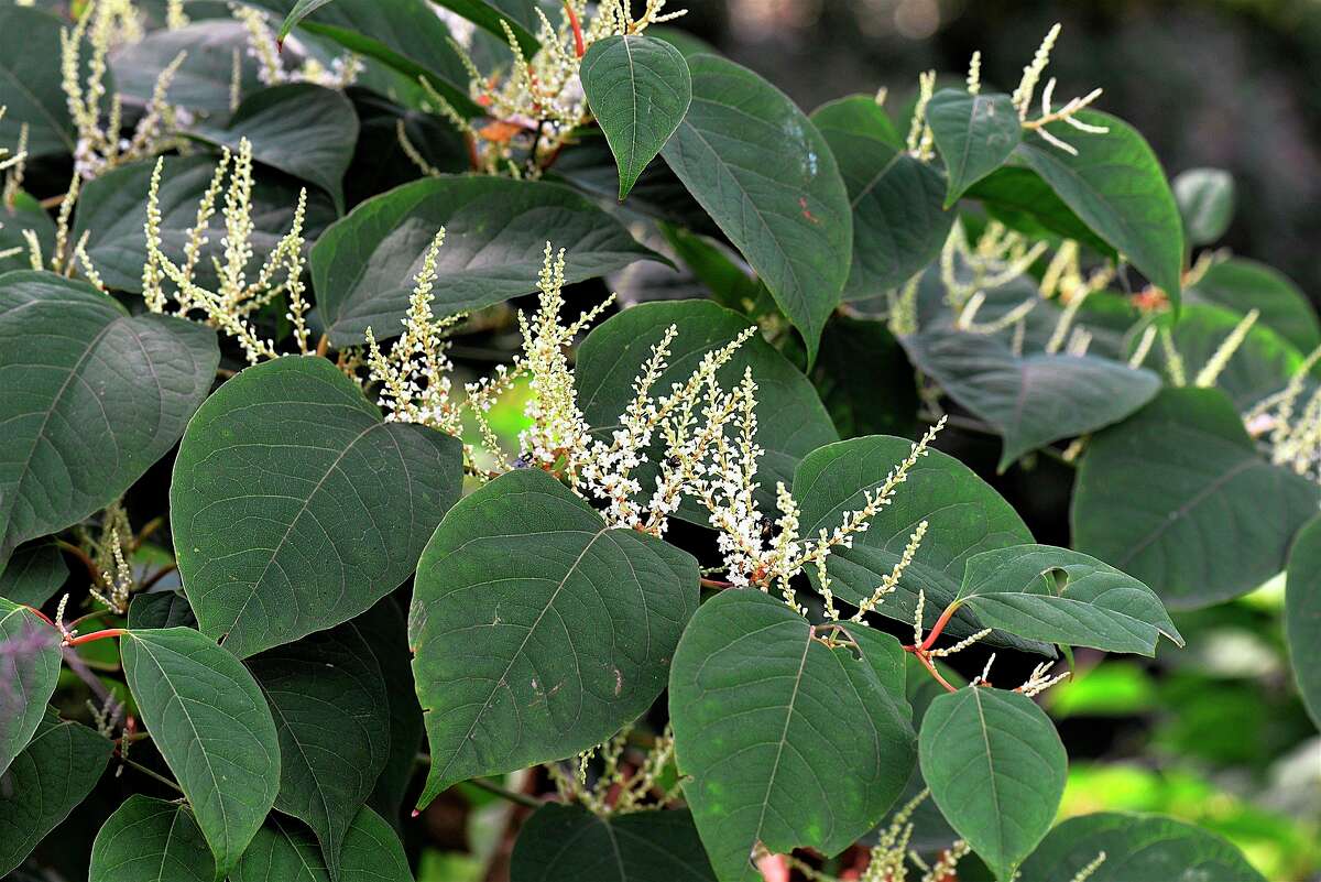 The Northwest Michigan Invasive Species Network is hosting a virtual workshop to discuss Japanese knotweed and ways to eliminate the plant. (Courtesy Photo)