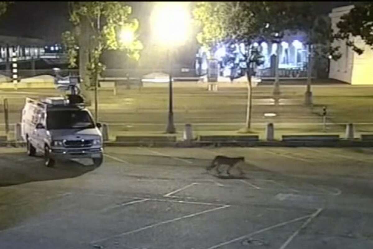 In this image from surveillance camera video provided by KGO-TV/ABC7, a young mountain lion wanders through the station's parking lot in San Francisco Tuesday, June 16, 2020. The animal was safely captured Thursday, June 18. The disoriented cougar roamed the streets of the city for two days until he was spotted by a police officer near Oracle Park, home of the San Francisco Giants. (KGO-TV/ABC7 via AP)