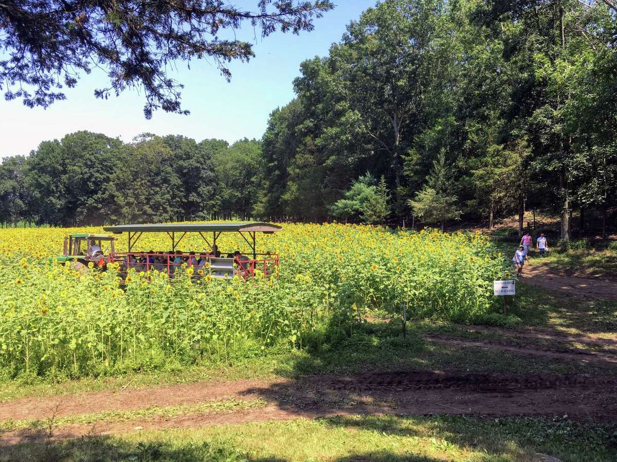 A tractor ride and walkers at the sunflower fields of Buttonwood Farm in Griswold on a late July day in 2019.