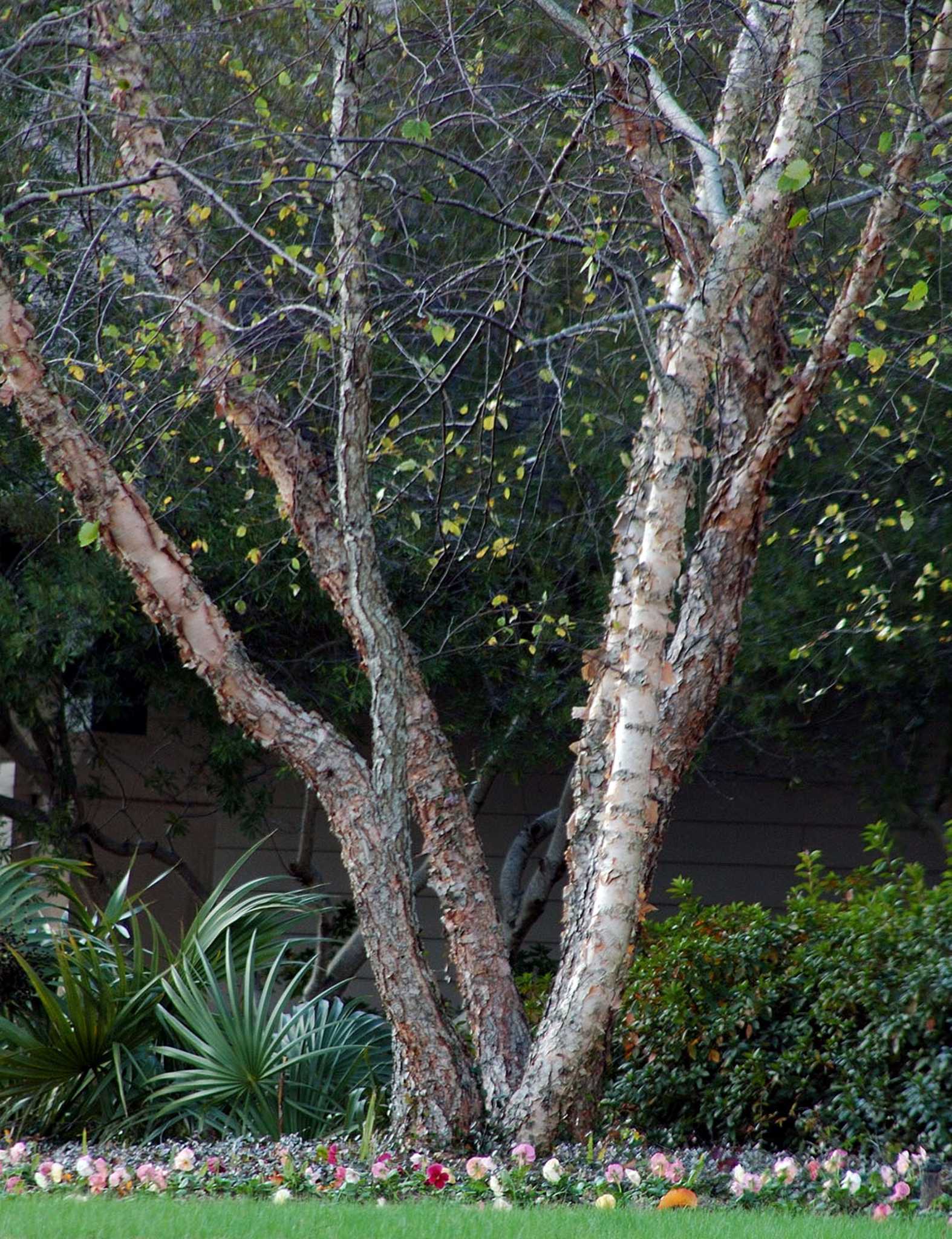 Trees add value to our homes and gardens. Keep them watered