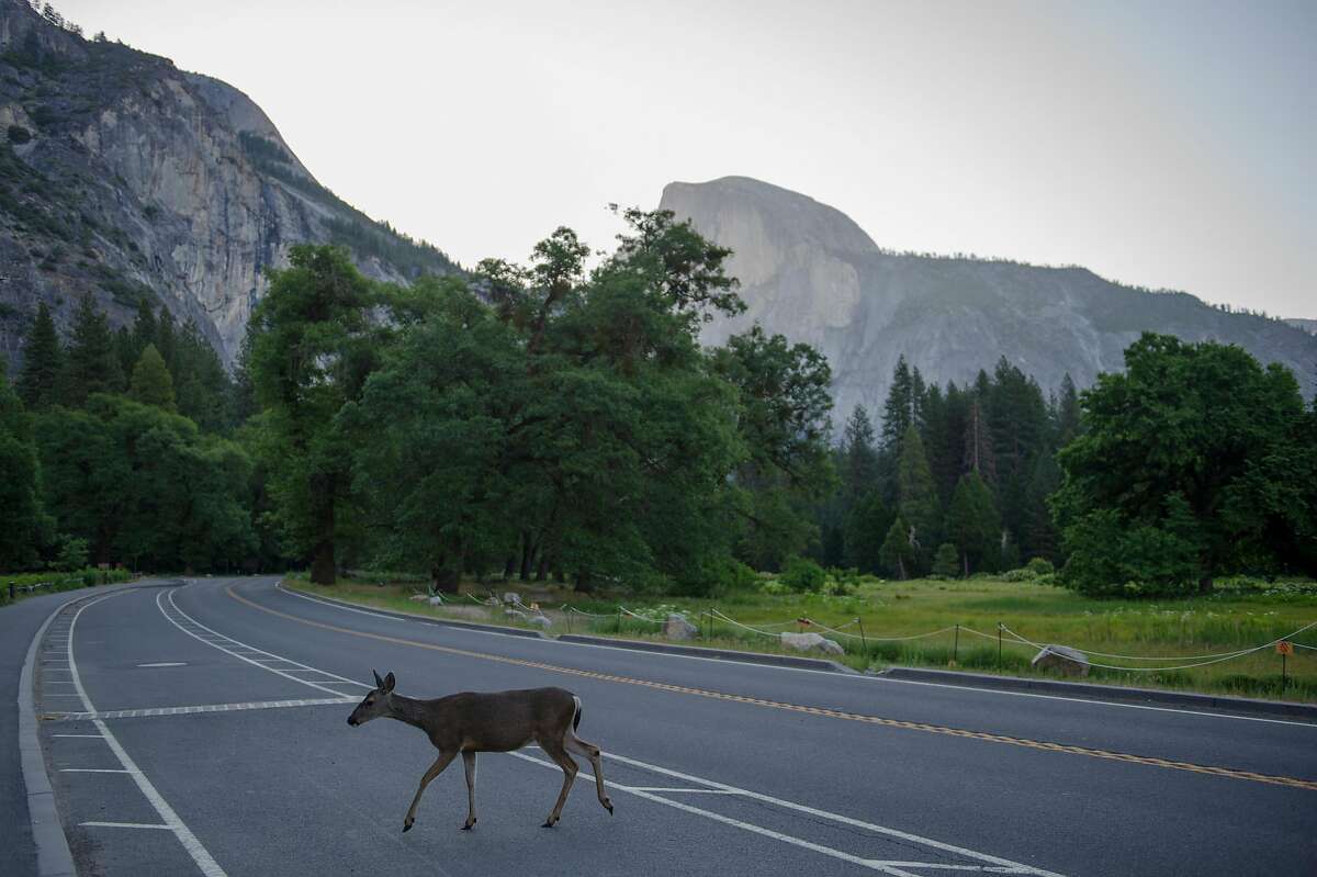 A deer crosses the road at Yosemite National Park on Thursday, June 11, 2020. Thursday marked the reopening of the park.