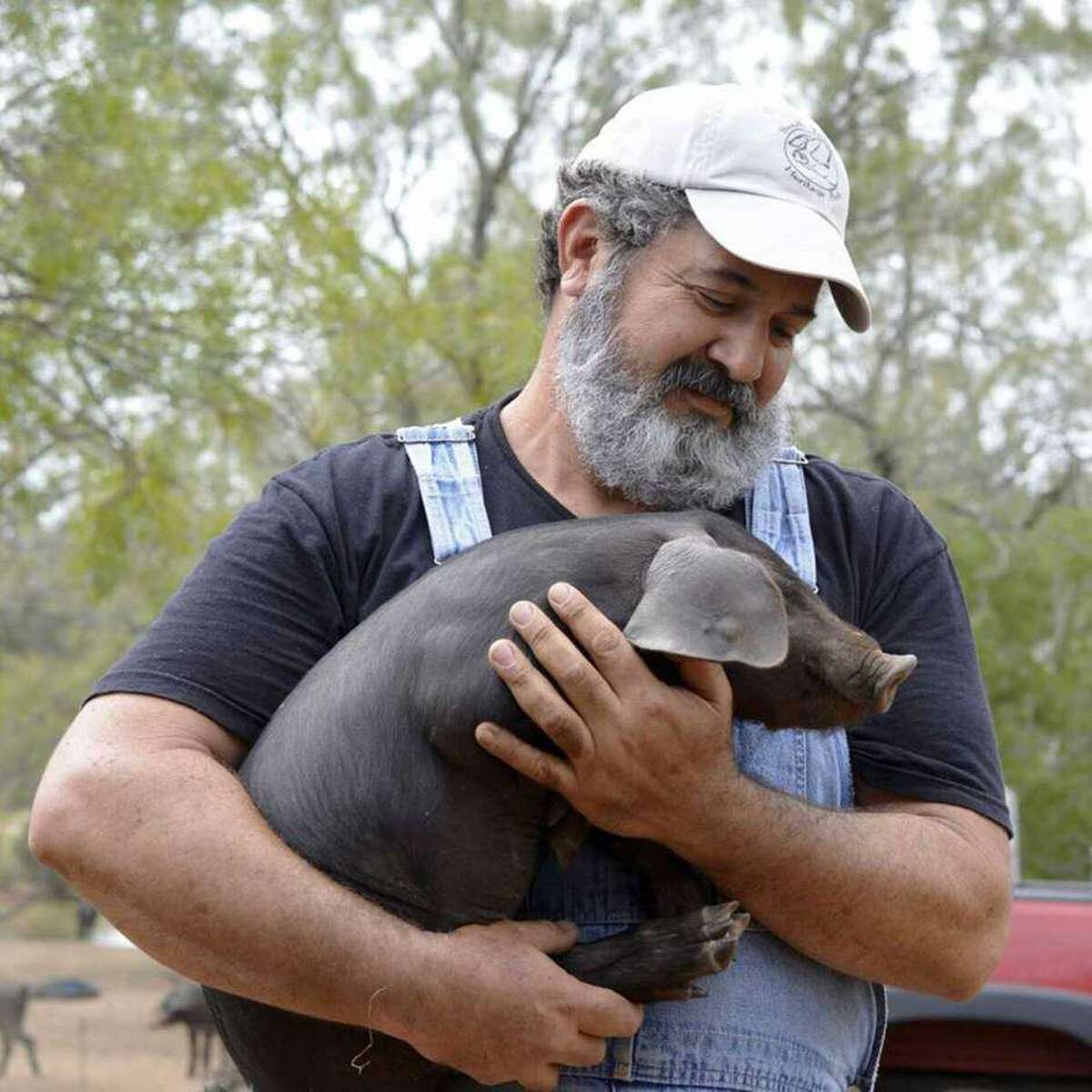 In this file photo, Mark Escobedo holds one of his prized Heritage breed piglets on his South Texas Heritage Pork farm just outside Floresville. The business is now based in San Antonio.