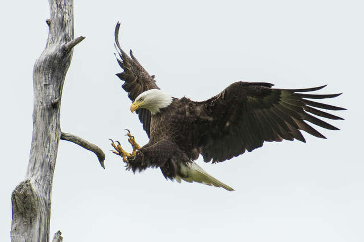 Photo Captures Moment 'Ninja Prairie Dog' Lunged At Bald Eagle