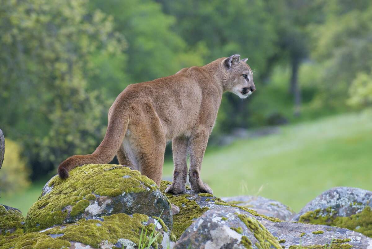 A mountain lion stands on moss-covered rocks near Yosemite National Park during spring.