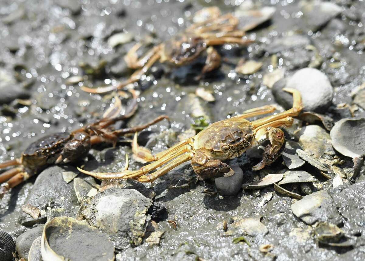 Three Chinese mitten crab specimens are photographed by the water outside of Copps Island Oysters in East Norwalk. They are a potentially destructive invasive species.