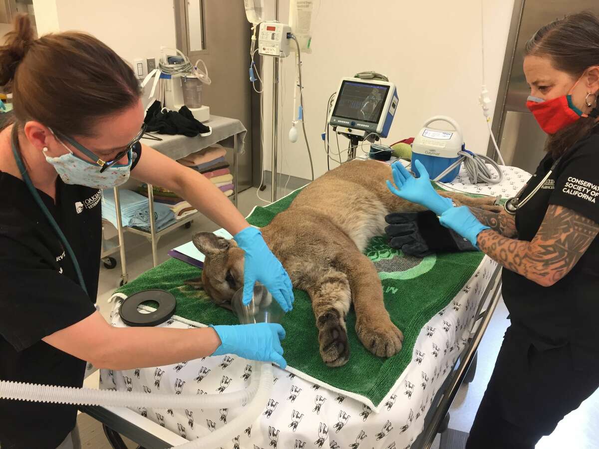 Oakland Zoo faces permanent closure if it doesn't reopen