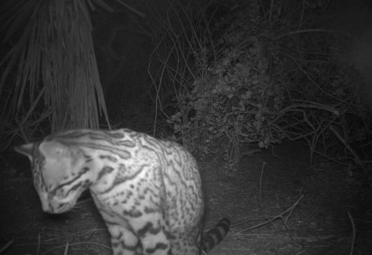 Rare wild ocelot spotted on South Texas wildlife refuge