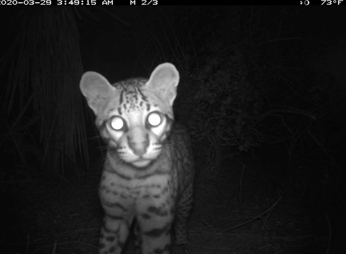 A new young male ocelot has been identified residing at the refuge. This wild cat was first detected by USFWS remote cameras on March 29, 2020 at Laguna Atascosa. A couple of months after this initial detection, he was again captured on camera.