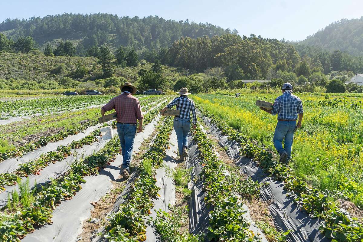 As Bay Area Restaurant Business Drops, Local Farms Send Produce To ...