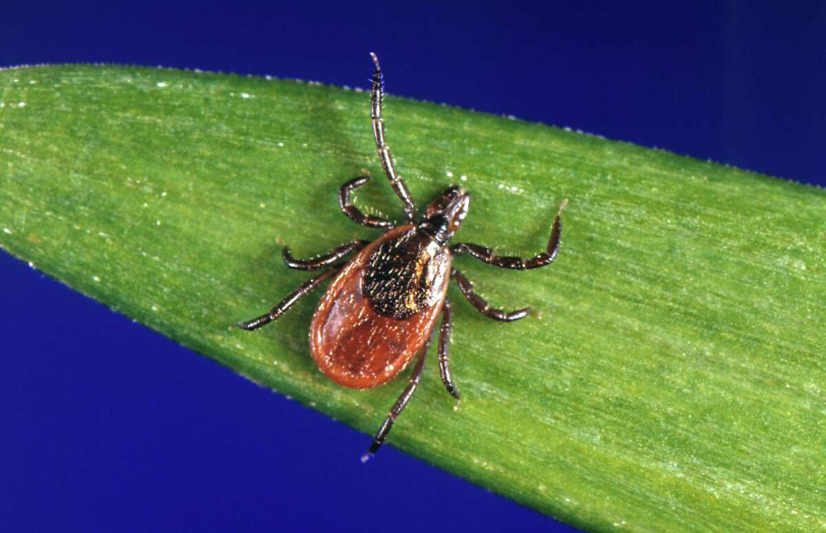 This undated file photo provided by the U.S. Centers for Disease Control and Prevention shows a blacklegged tick, also known as a deer tick, a carrier of Lyme disease. Experts said Lyme disease carries many of the same symptoms as COVID-19.