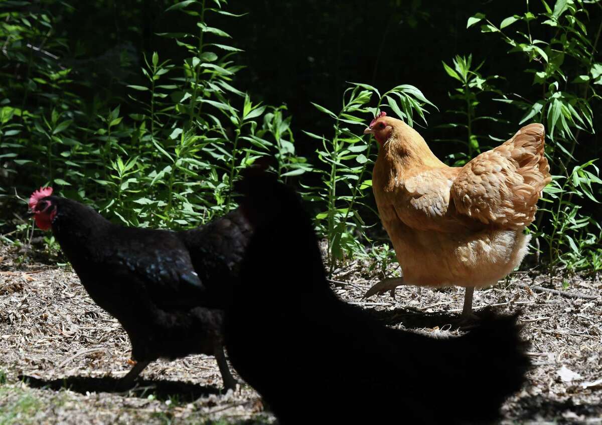 Cecilia Stern Frisenfelds' chickens have the run of her backyard pen on Monday, June 22, 2020, in Albany, N.Y. (Will Waldron/Times Union)