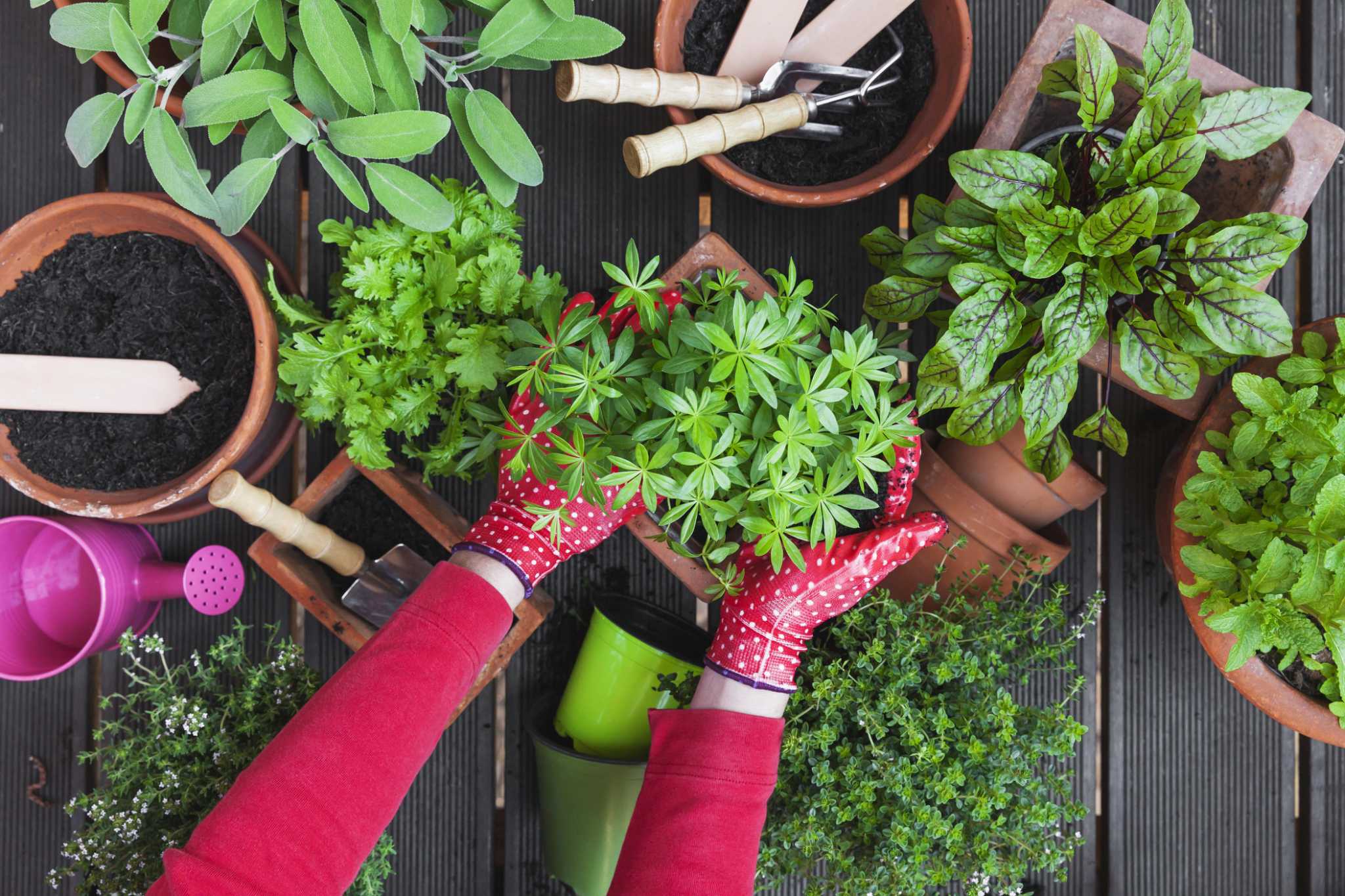 Calvin Finch: Beginner’s guide to growing herbs