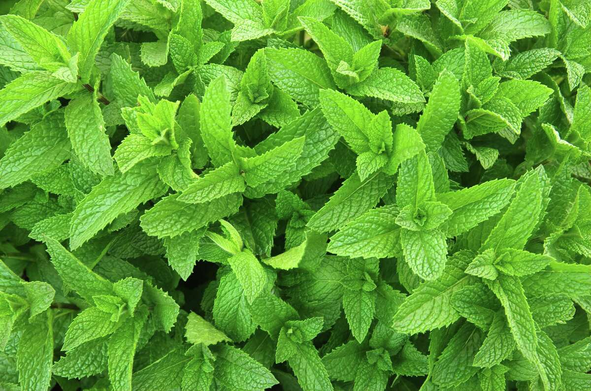 Mint is usually a popular herb for the new herb garden. Everyone loves the fragrance and taste of mint foliage in cool drinks and desserts.