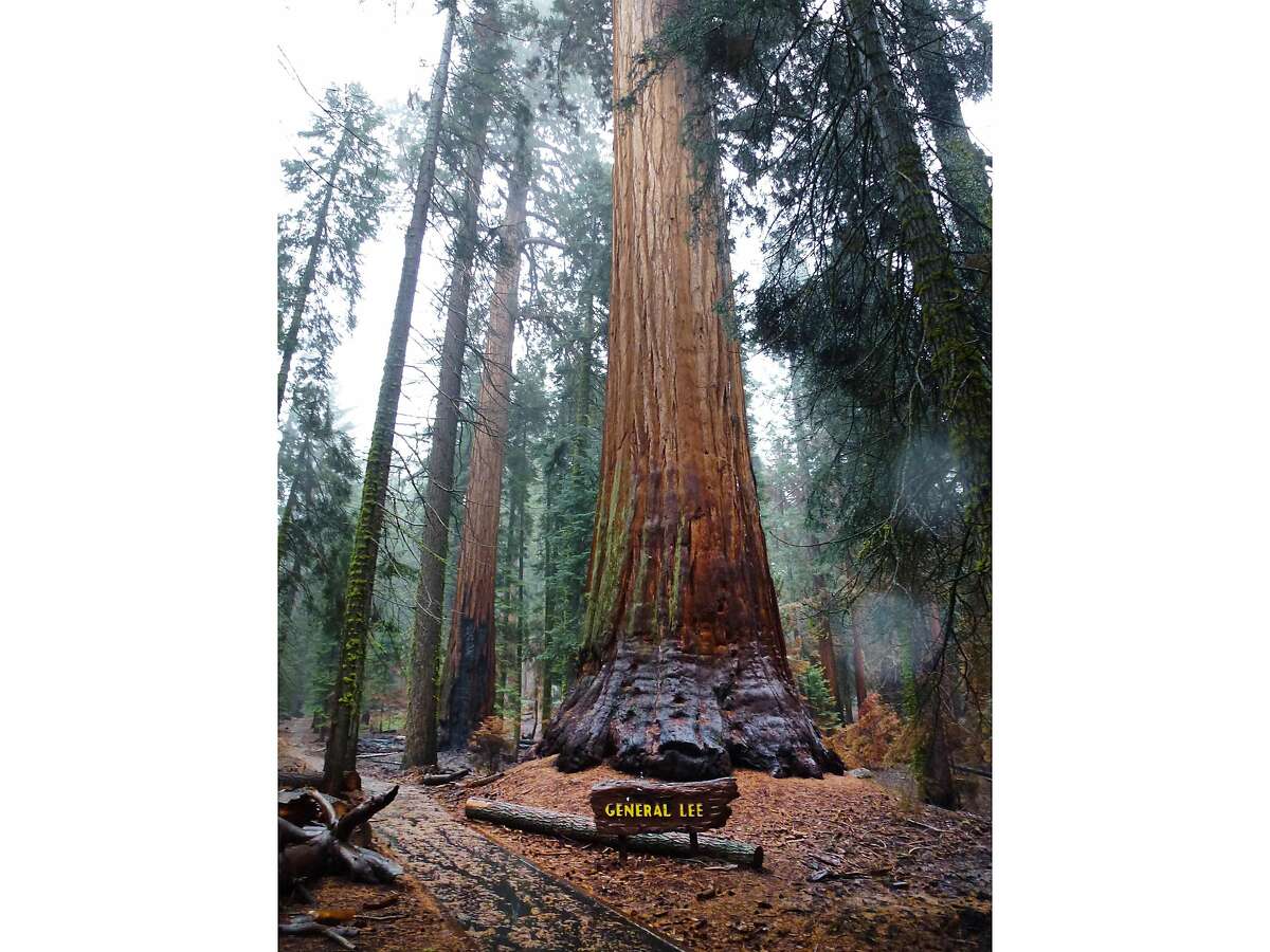 The General Lee tree in Sequoia National Park was named to honor Confederate General Robert E. Lee.