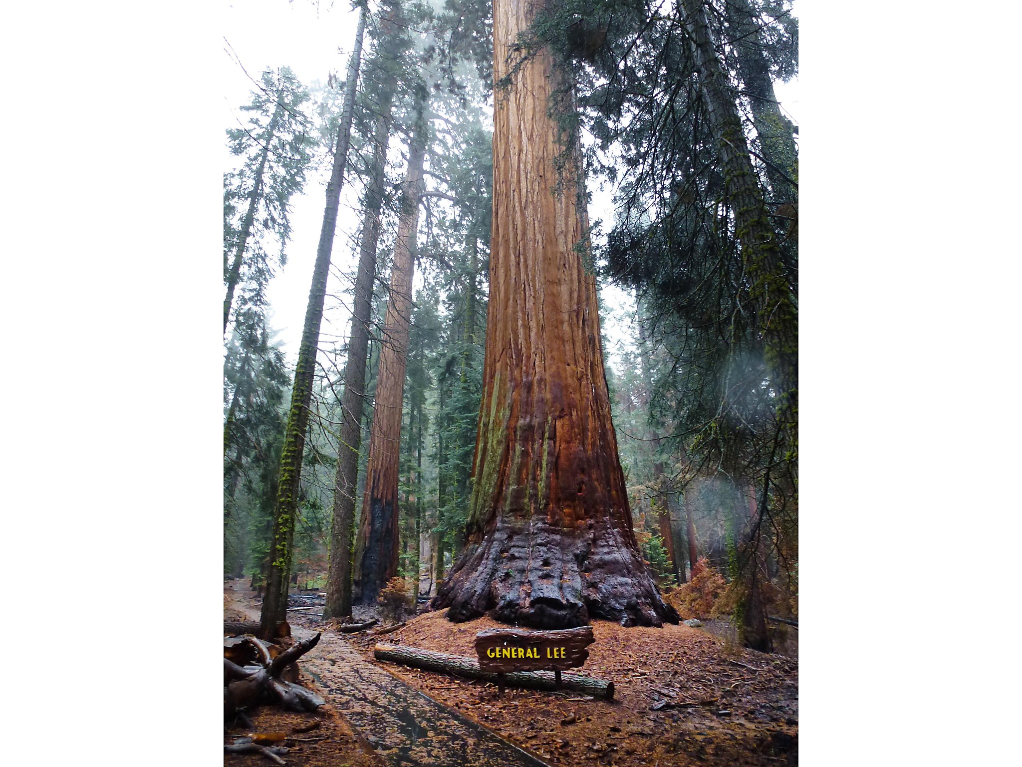 Jungle Rape Sex Hq - National Park Service removes Robert E. Lee's name from giant sequoia
