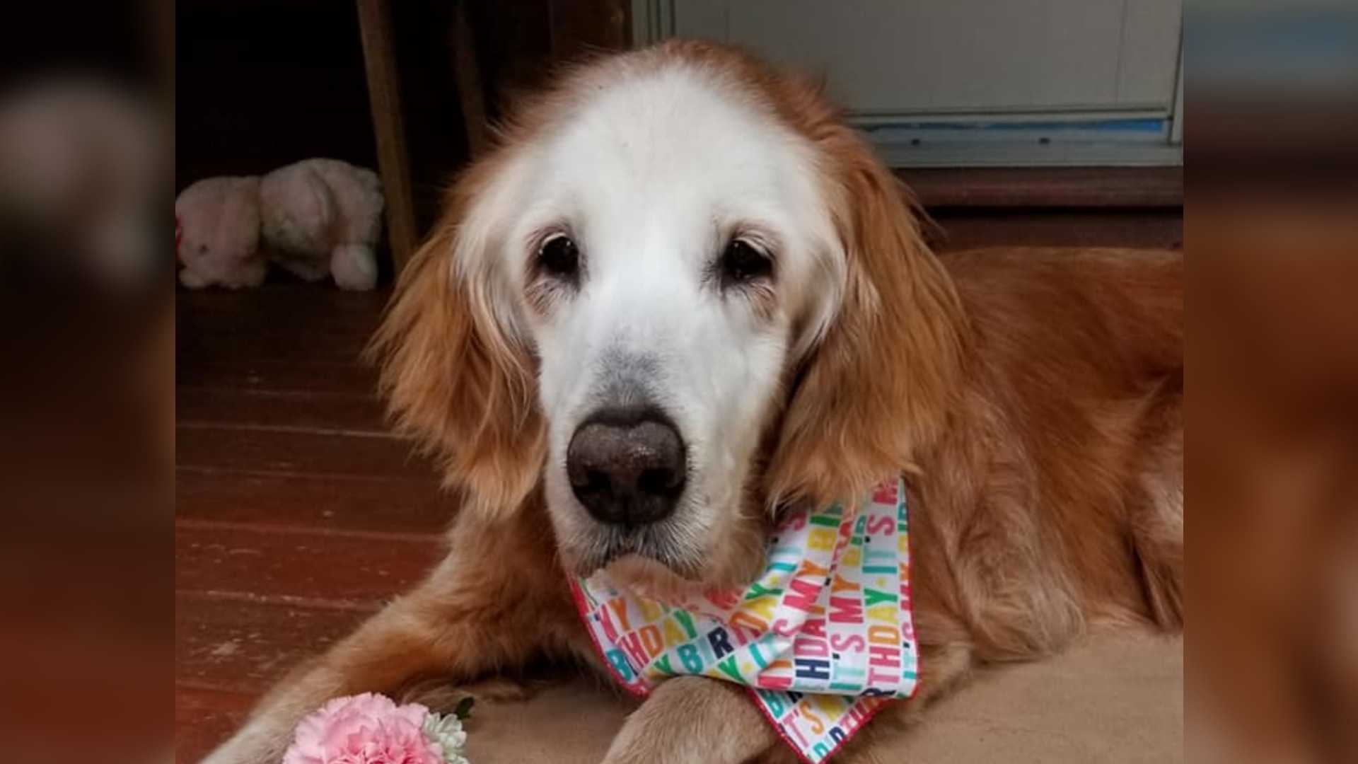 is peanut butter good for golden retrievers